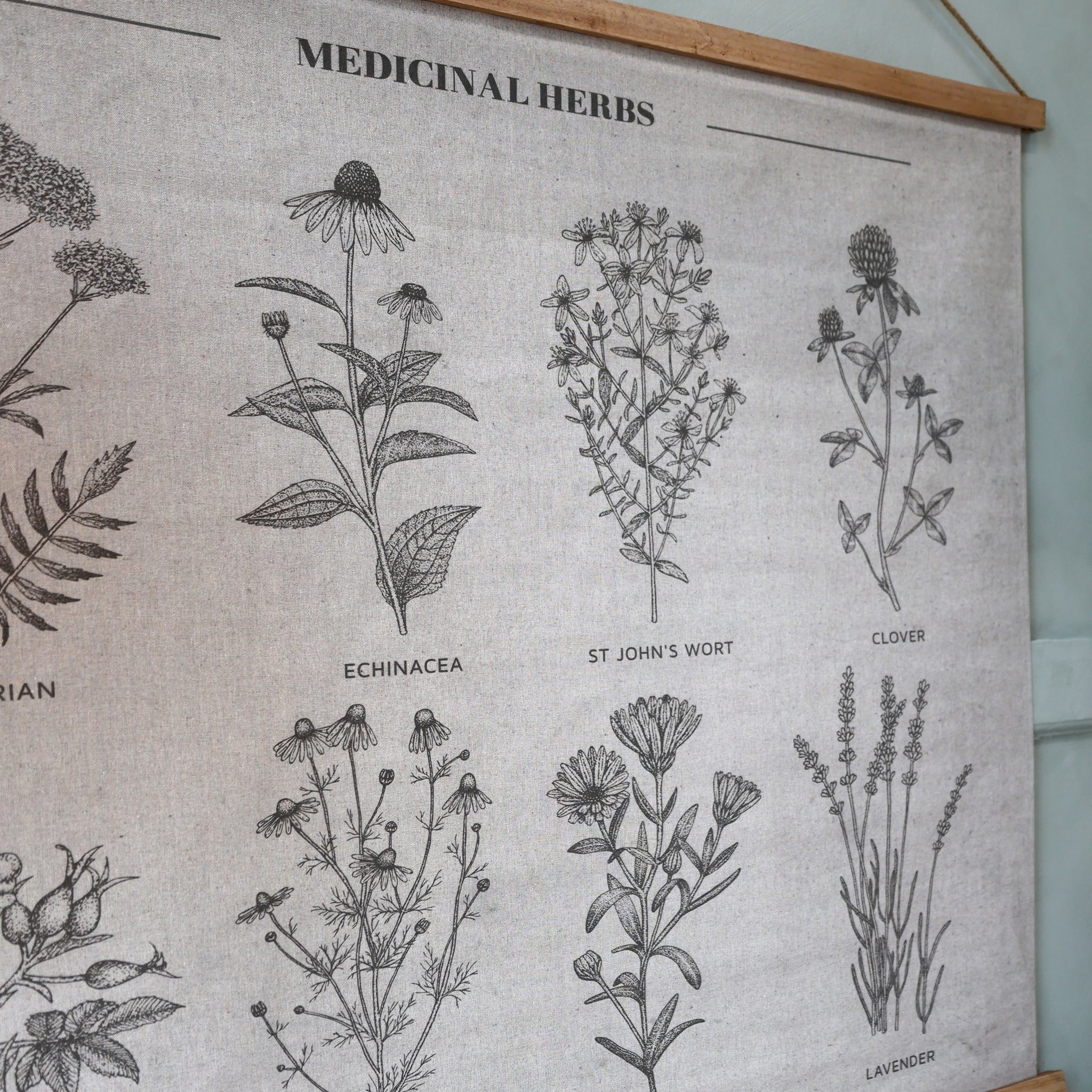 Medicinal plants and herbs hand drawing vintage engraving illustration.  Download a Free Preview or High Qu… | Engraving illustration, Plant vector, Medicinal  plants